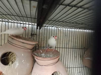 3 pair white java ready to breed in reasonable price.