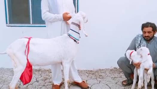 2 Bacchon ka sath Desi Bakri For Sale _ 03266651905