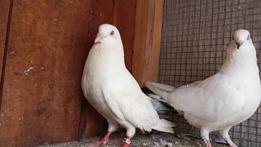 nill duma male kaldumi female breeder pair