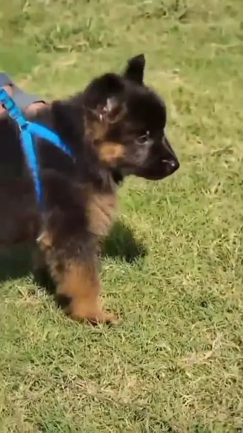 German Shepherd puppy for sale — photo 2
