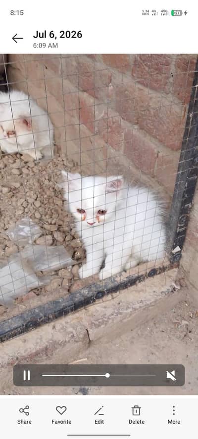 bareedar pair ha ur aik baby ha urgent sale k liya