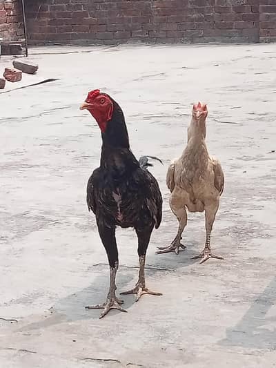 Helthy and active home breed