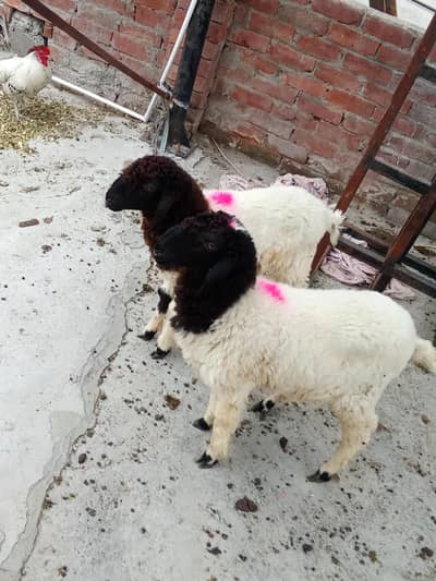 sheep