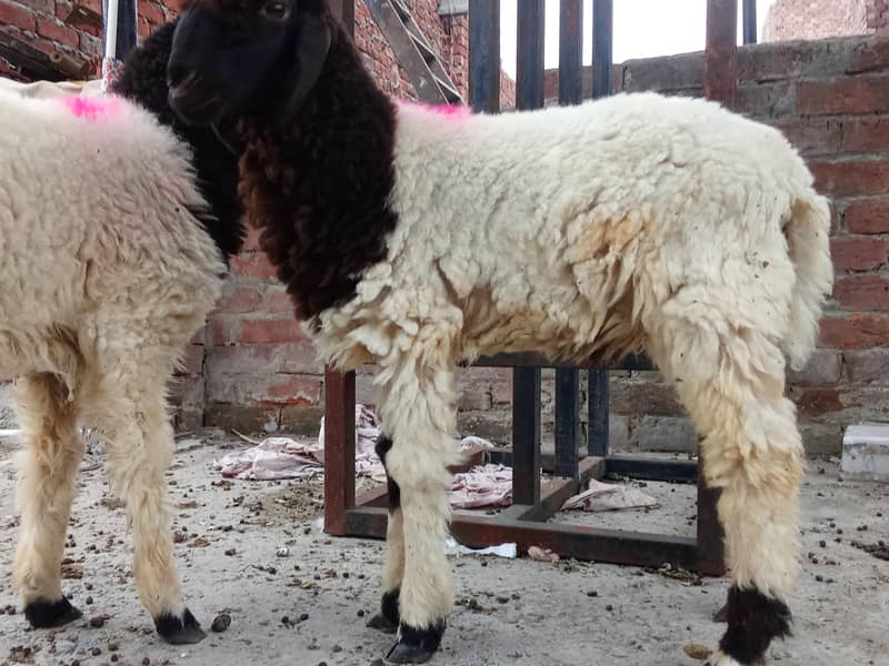 sheep 2