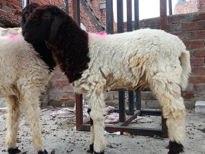 sheep 3