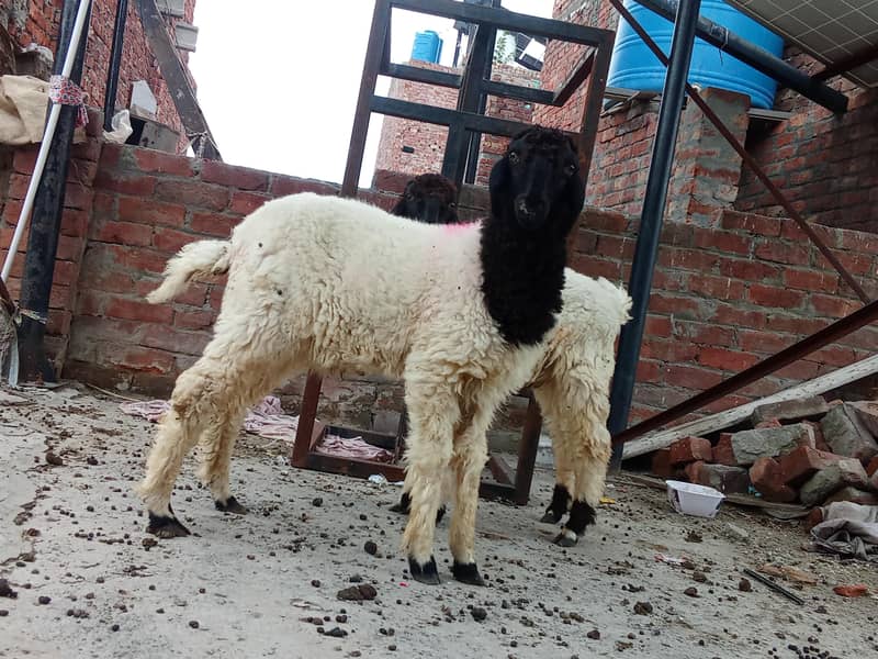 sheep 4