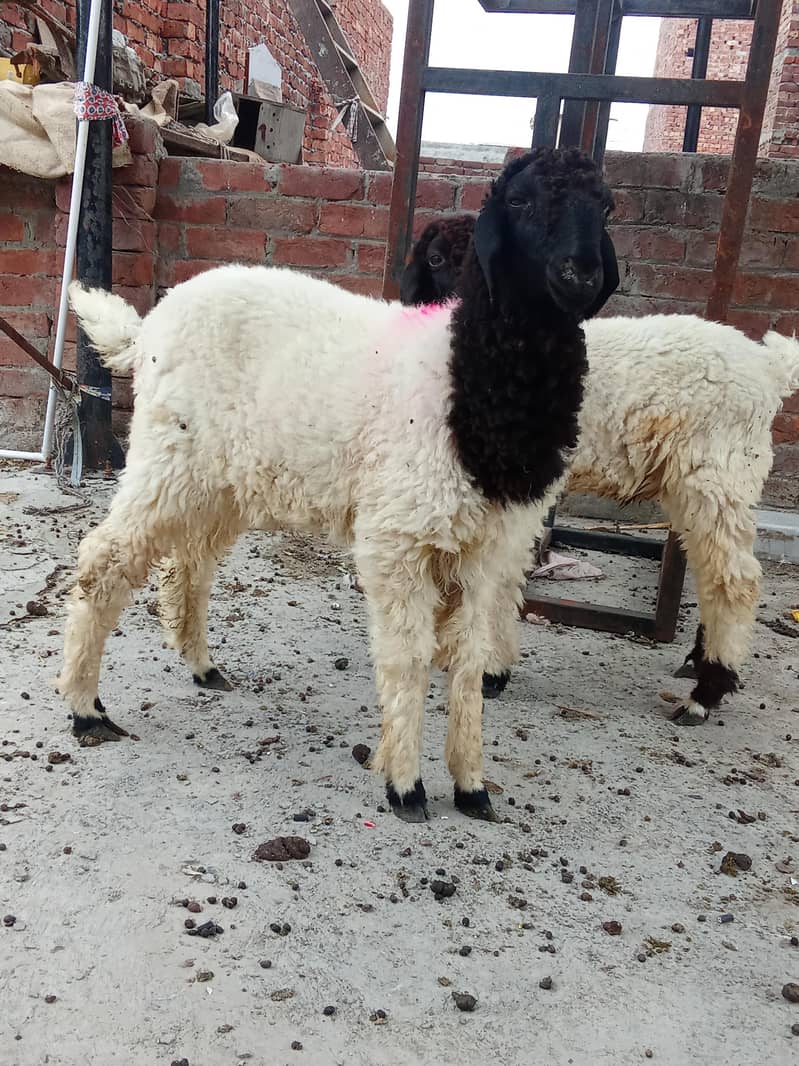 sheep 5