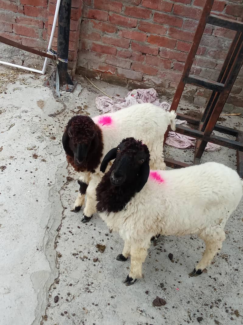 sheep 6
