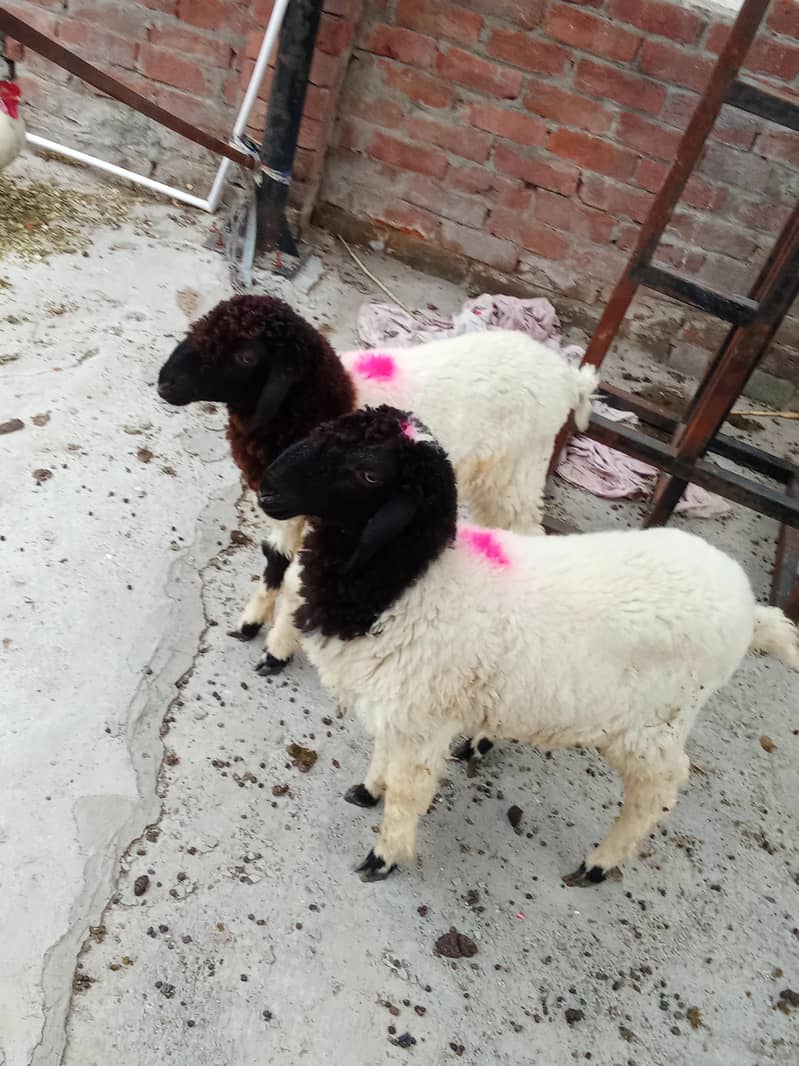 sheep 7