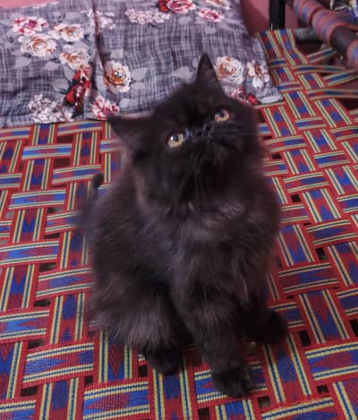 Adorable Peki Kitten for Sale