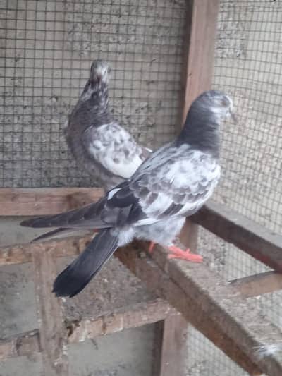 Cheena Patti wala pair