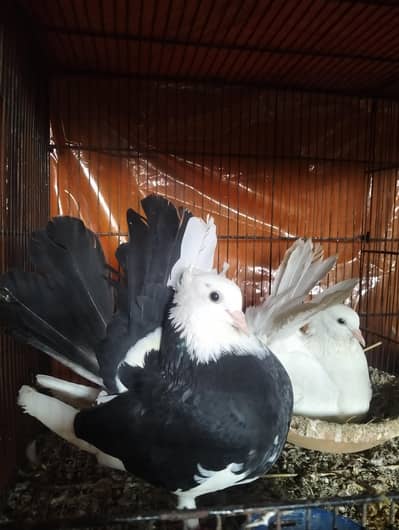 English fantail breader pair for sale with fertilize eggs