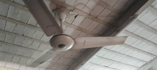 Royal Dulex fan