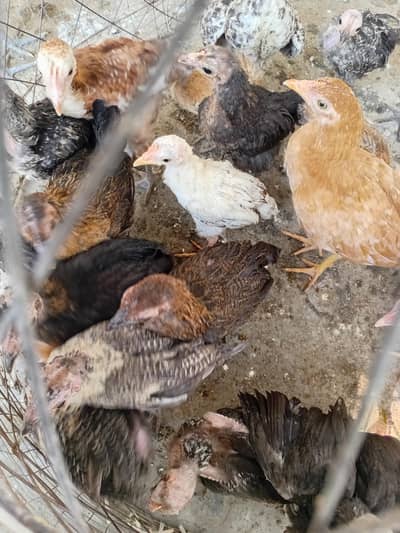 Golden Masre chiks for sale location attock