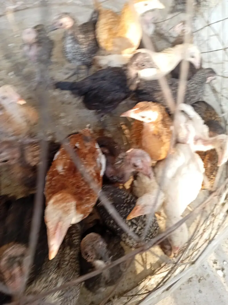 Golden Masre chiks for sale location attock — photo 2