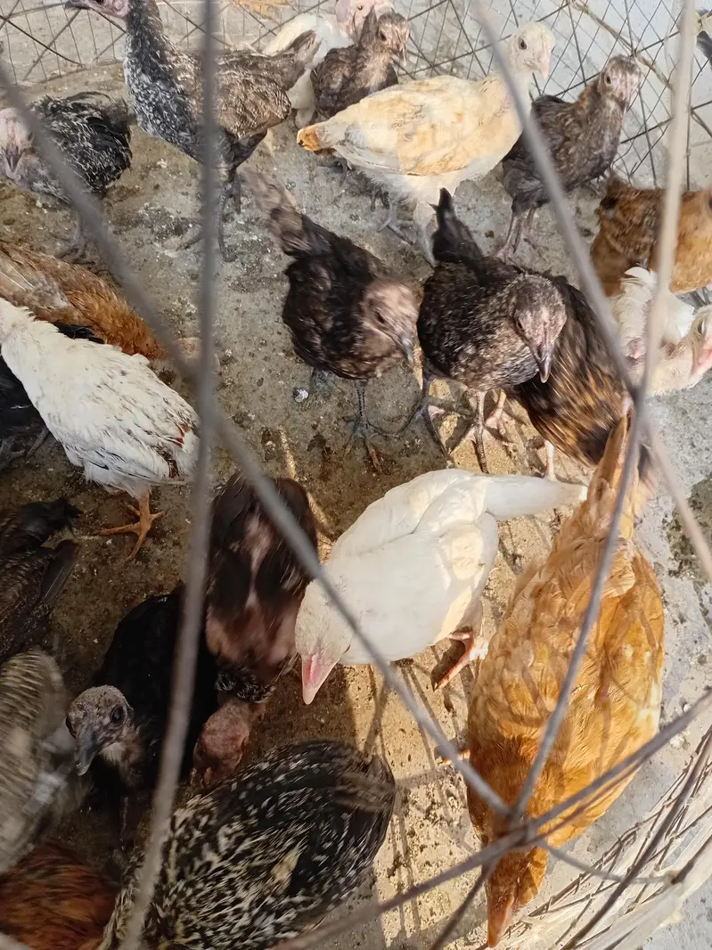 Golden Masre chiks for sale location attock — photo 3