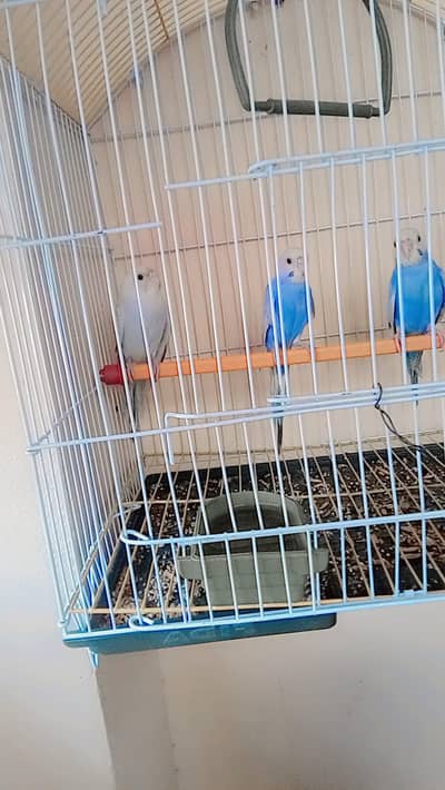Rainbow budgie Voilet