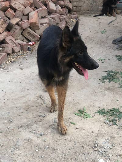 Breeder germqn shepherd with little baby dog