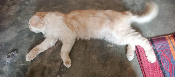 Beautiful Semi-Long Hair Cat for Sale!