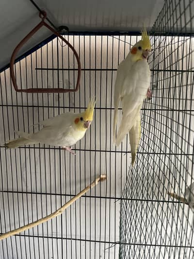 Cream and eno