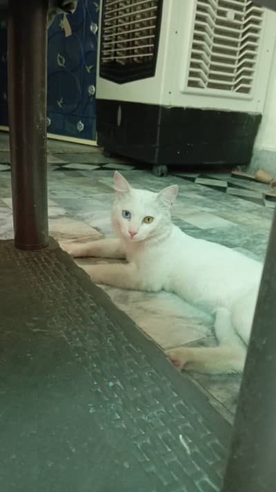9 months, male, dual eye colour