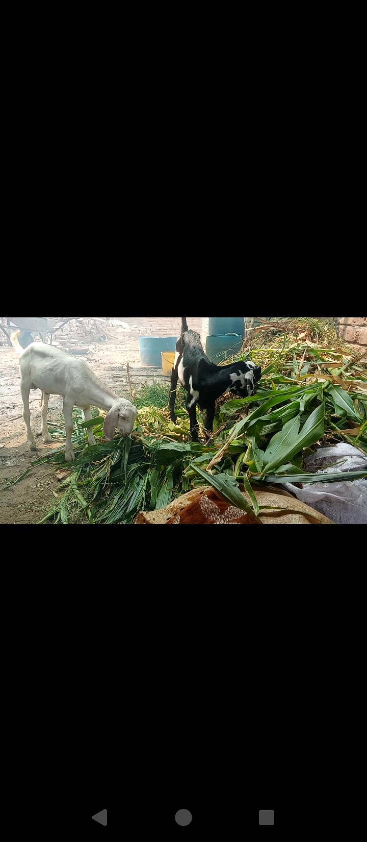دو عدد بکرے 0