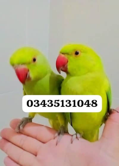 Green ringneck parrots handtame pair
