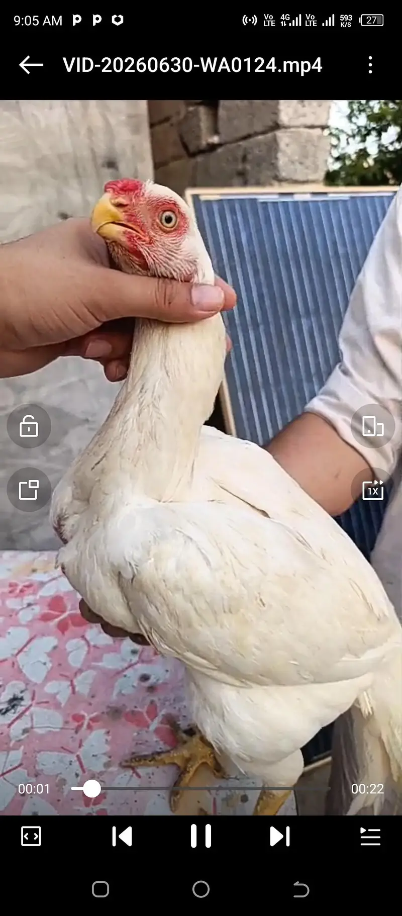 top class parrot beak female eggs guranteed