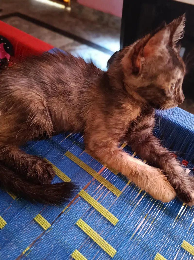 Persian cats — photo 3
