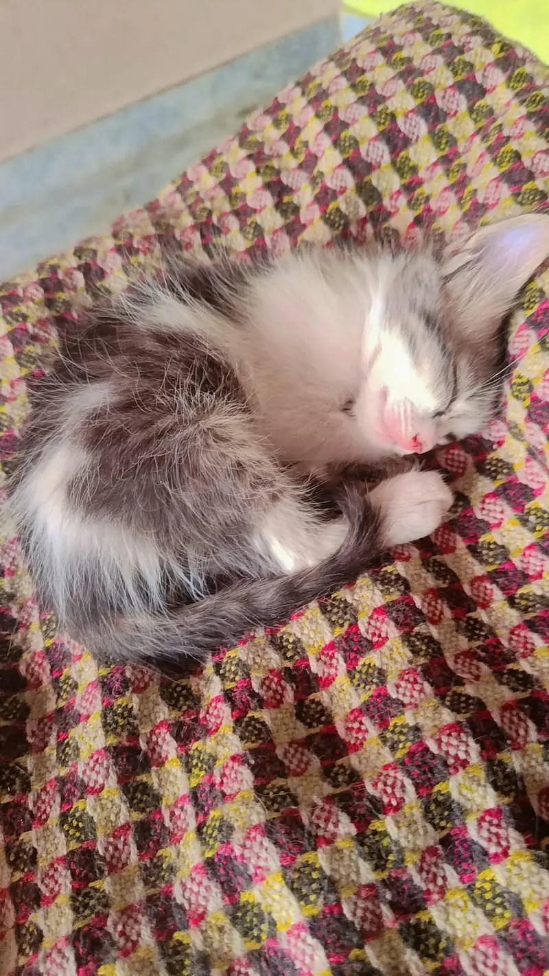 Persian cats — photo 6