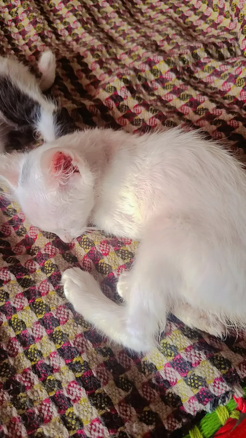 Persian cats — photo 8
