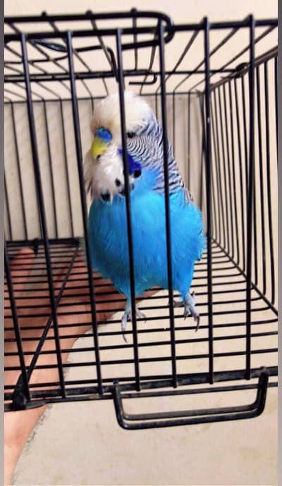 Exhibition Budgie