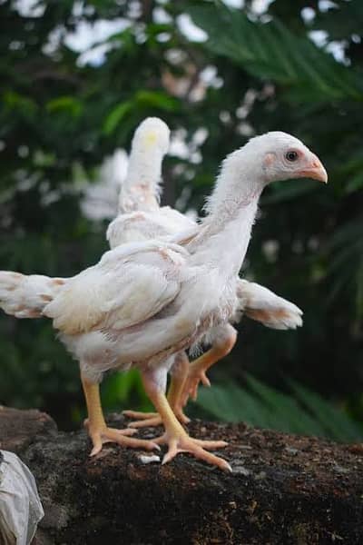 shamo | white shamo | coco shamo | german shamo | o shamo |king shamo
