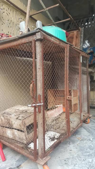 Iron Cage for Hen