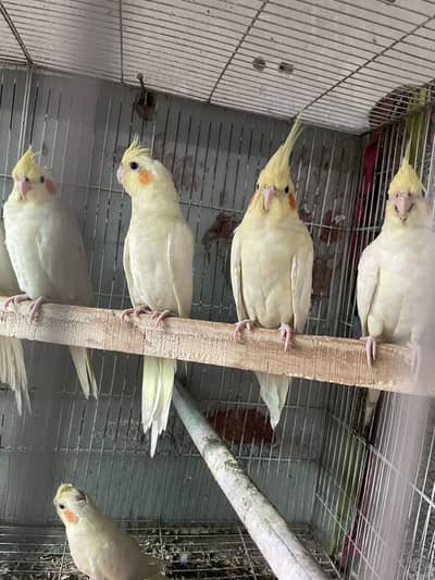Full healthy 100 % breeders young parrots