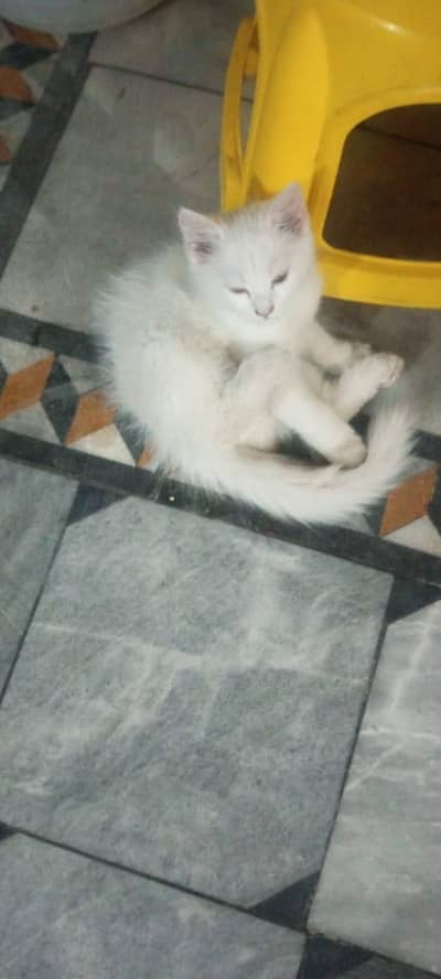 Beautiful white Long Hair Female Cat For Sale