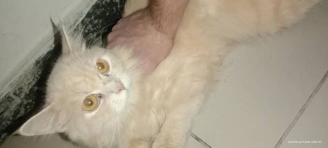 lite golden Persian cat bubble cot brown eyes for sale