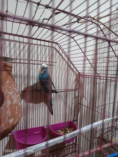 long tail black wing parrot budgies.