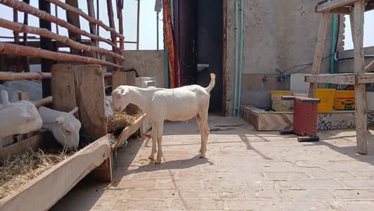 Tedda male for sale