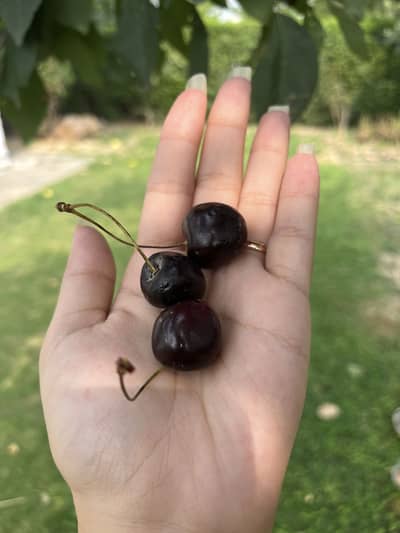 FRESH CHERRIES