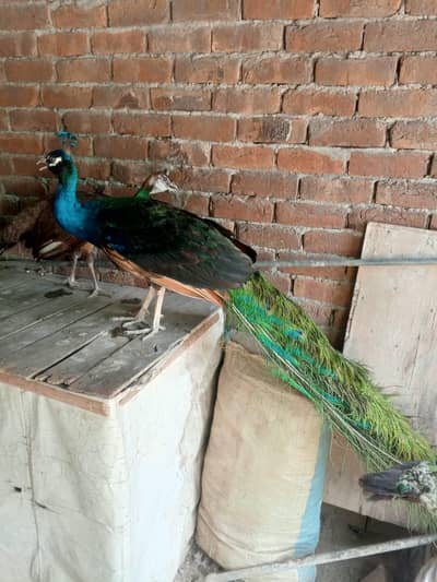 peacocks