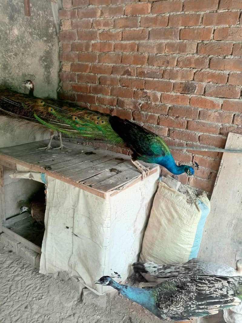 peacocks 1