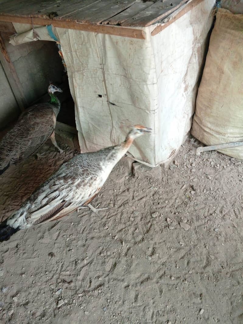 peacocks 2