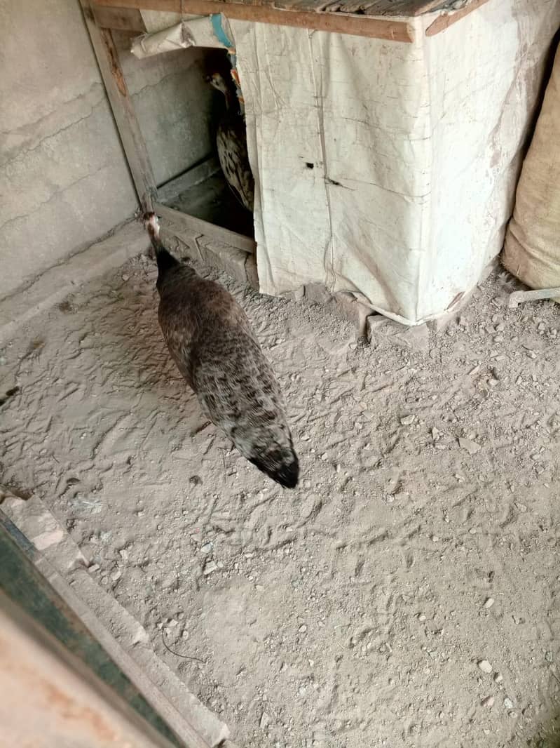 peacocks 3