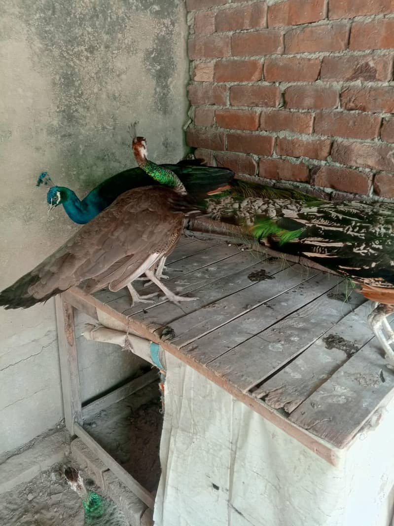 peacocks 6