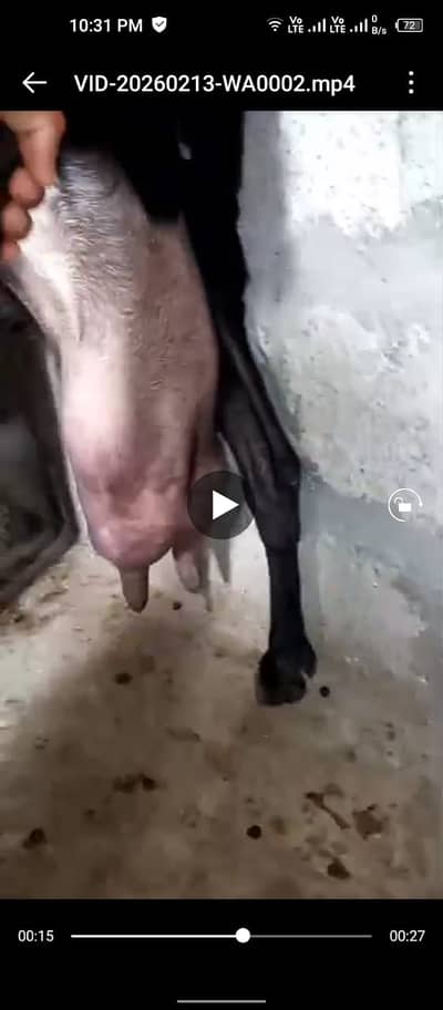 Beautiful goats with kids