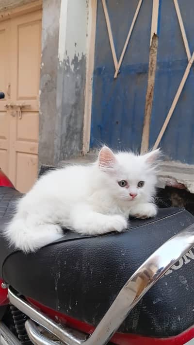 Persian cat triple coated