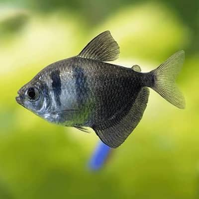 black tetra + Aquarium