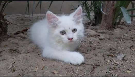 urgent sale 03196091130