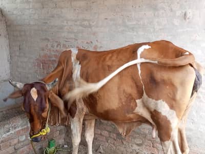 گائے فار سیل